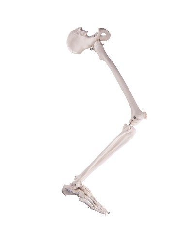 Leg Skeleton with hip bone